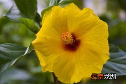 重瓣朱槿怎么养 重瓣朱槿适合家养吗