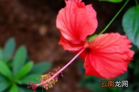 重瓣朱槿怎么养 重瓣朱槿适合家养吗