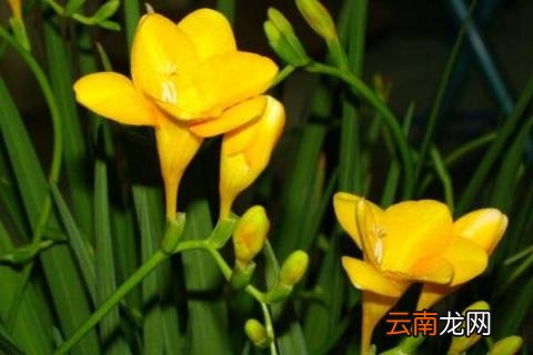 香雪兰球为什么不出芽 香雪兰种球不发芽是怎么回事