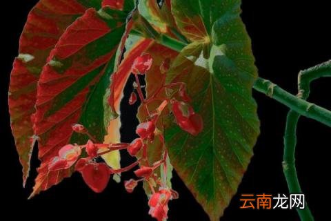 竹节海棠几月份换盆土 竹节海棠换盆方法