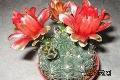 绯花玉怎么养才开花 绯花玉怎么养大的快
