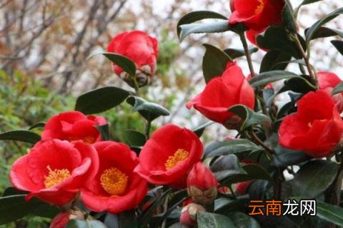 耐冬花的繁殖方法 耐冬花种子咋样种植
