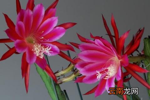 令箭荷花繁殖方法和注意事项 令箭荷花繁殖方法