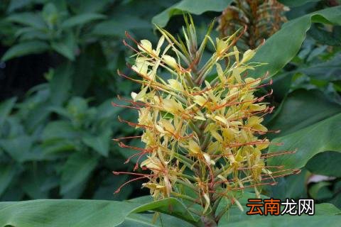 姜花种植技术 姜种种植技术
