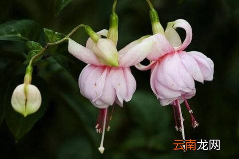 海棠如何度夏 吊钟海棠怎样度夏