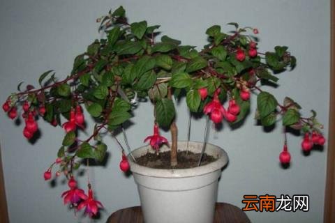 倒挂金钟花蕾蔫了,又掉花蕾怎么办? 倒挂金钟换盆后掉花蕾