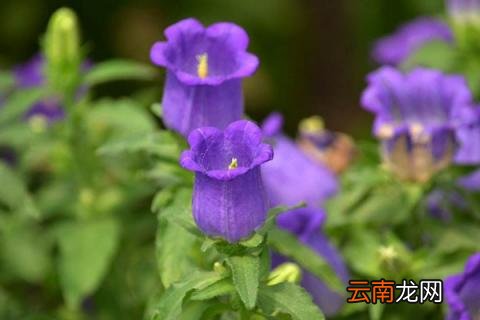 风铃花开花后怎么修剪 风铃花开败后怎样修剪
