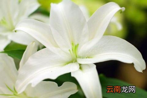亚洲百合花养殖方法 亚洲百合盆栽怎么养