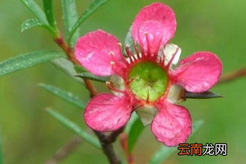 松红梅如何浇水 松红梅怎么浇水