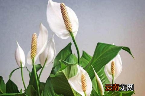白鹤芋多久浇一次水 白鹤芋怎么浇水