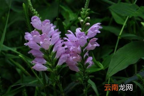 假龙头花种植方法 假龙头种植时间和方法
