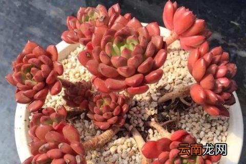 多肉红宝石变红的诀窍 多肉红宝石怎样变红