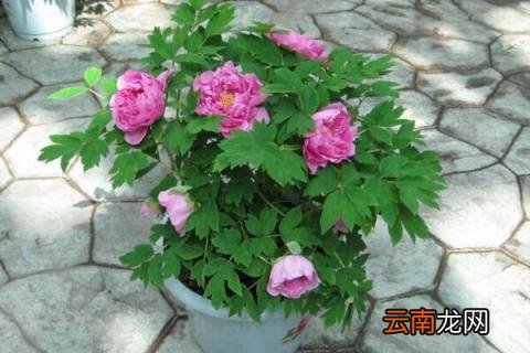 富贵红花卉的养殖注意方法 富贵红盆栽怎么养
