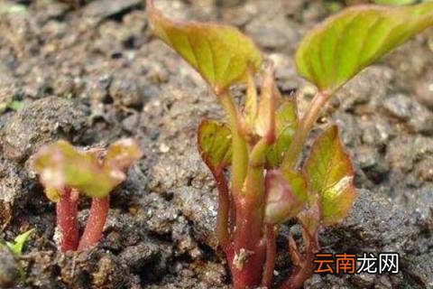 紫薯发芽了怎么种盆栽 紫薯发芽了能种吗