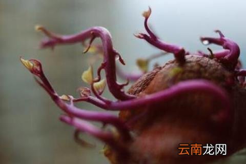 紫薯发芽了怎么种盆栽 紫薯发芽了能种吗