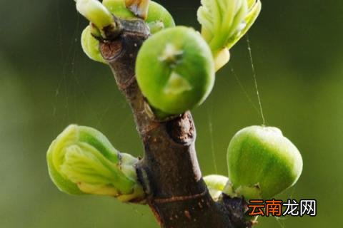 无花果树怎样种植 五花果树如何栽培