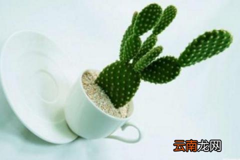 仙人掌变黄变软了怎么办 仙人掌发黄变软怎么办