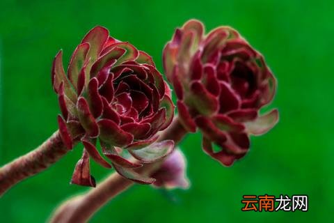 黑法师怎么修剪 多肉黑法师怎么修剪