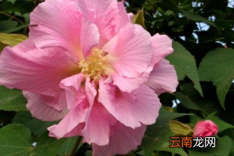 木芙蓉寓意着什么意思 木芙蓉寓意