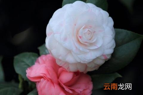 花仙子的寓意和象征动画片 花仙子的寓意和象征