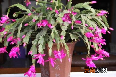 蟹爪兰开花象征什么 蟹爪兰开花寓意