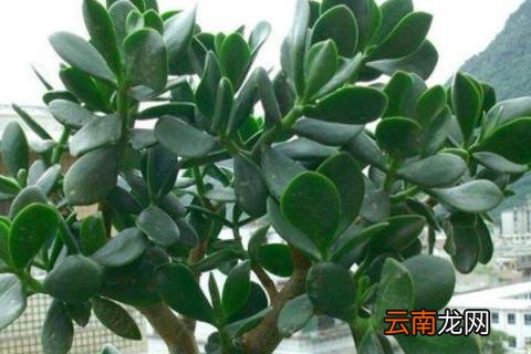 燕子掌的寓意和象征 燕子掌是什么样子