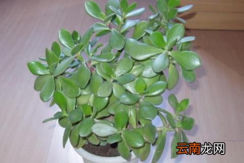 燕子掌的寓意和象征 燕子掌是什么样子