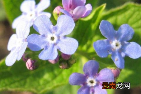 勿忘我的花语是啥 勿忘我代表什么花语