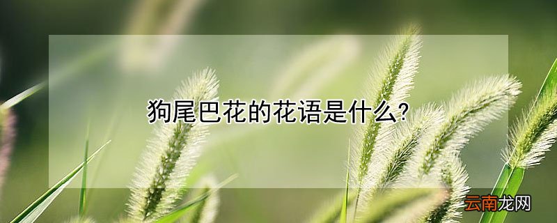 狗尾巴花的含义 狗尾巴花的花语是什么?