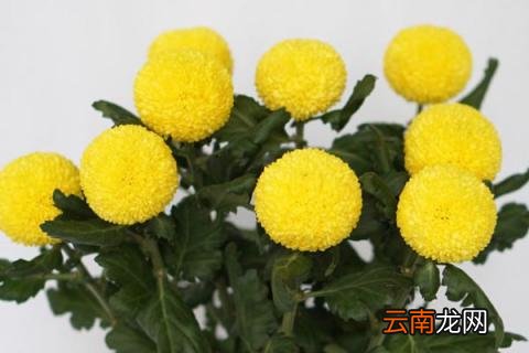 乒乓菊象征 乒乓菊颜色代表的寓意