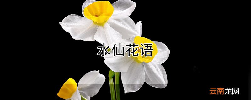 水仙花语 水仙花语是什么意思