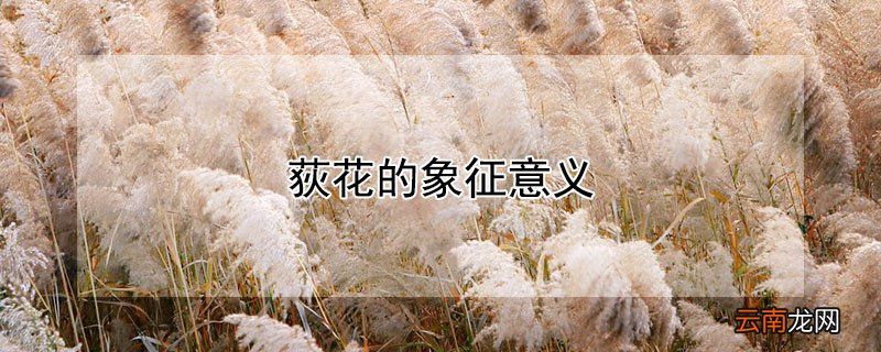 荻花象征什么 荻花的象征意义
