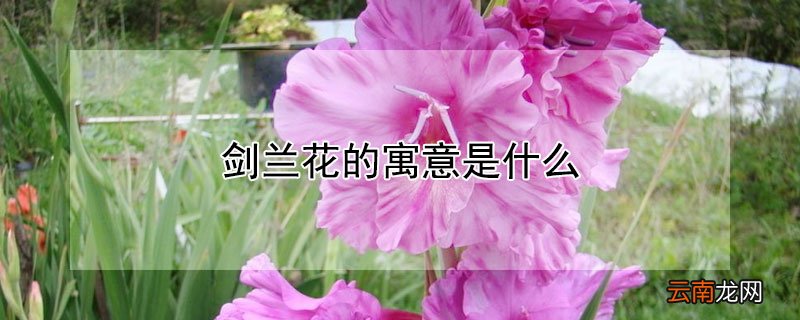 剑兰花象征 剑兰花的寓意是什么