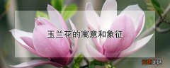 白色玉兰花的寓意和象征 玉兰花的寓意和象征