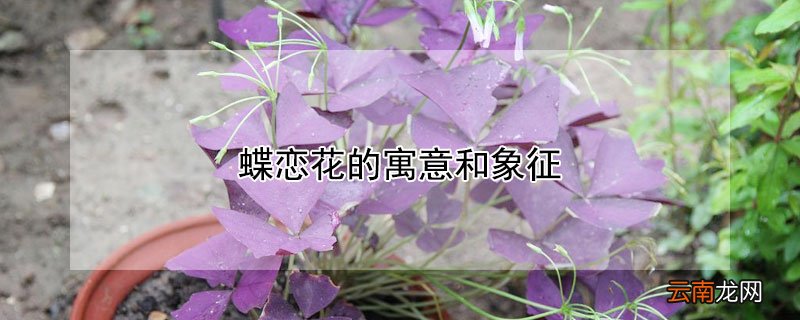 蝶恋花的寓意和象征 蝴蝶恋花的寓意
