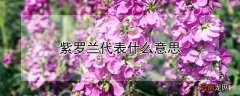 男生送女生紫罗兰代表什么意思 紫罗兰代表什么意思