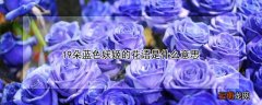 19支蓝色妖姬的花语是什么意思 19朵蓝色妖姬的花语是什么意思