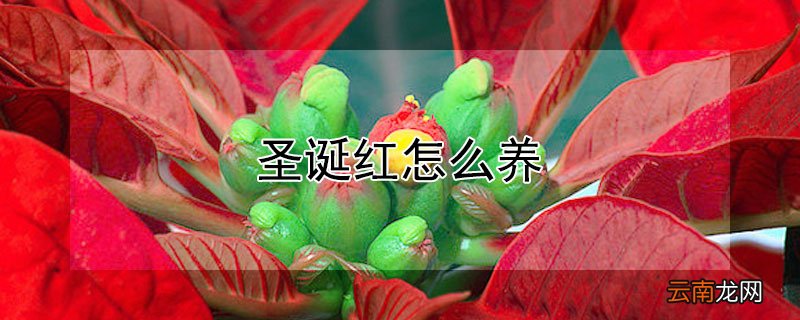 圣诞红怎么养 圣诞红 植物
