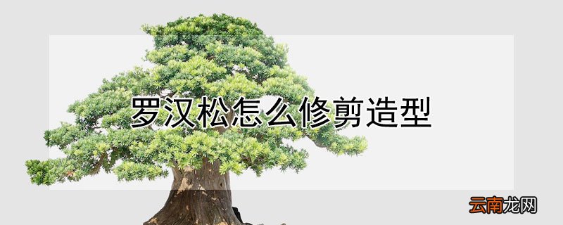 罗汉松怎么修剪造型 罗汉松怎么修剪造型老板