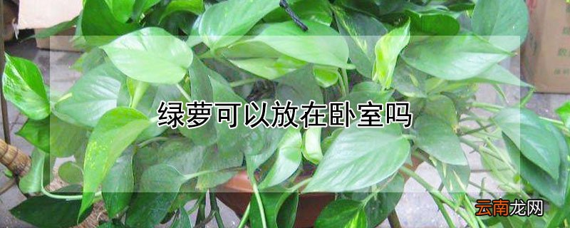 绿萝可以放在卧室吗 请问绿萝可以放在卧室吗