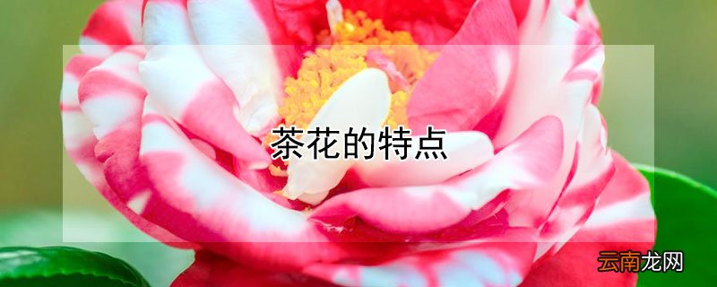 山茶花很美丽写出了山茶花的特点 茶花的特点