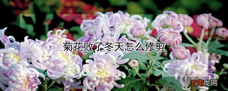 菊花花败了怎么修剪 菊花败了冬天怎么修剪