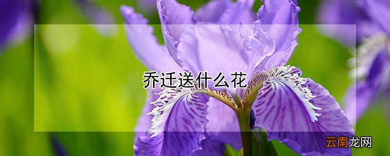 乔迁送什么花比较好 乔迁送什么花