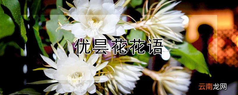 优昙花花语 优昙婆罗花的花语是什么