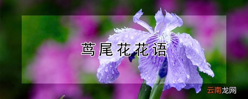 茑尾花花语 风尾花花语