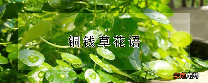 铜钱草花语 铜钱草花语象征着什么