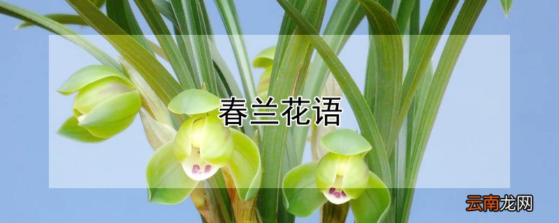 春兰花语是什么意思 春兰花语