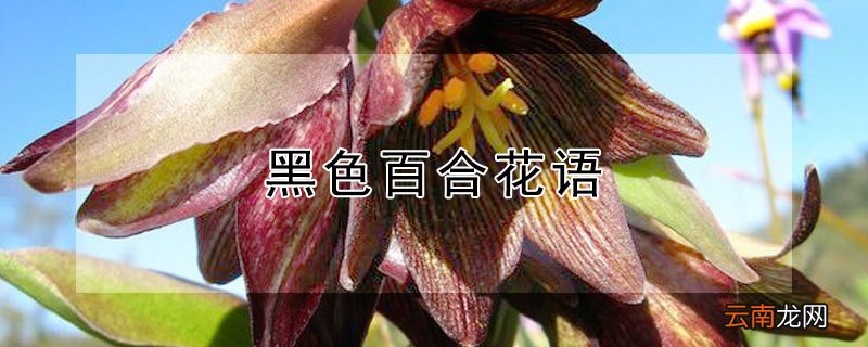 黑色百合花语 白色百合花语