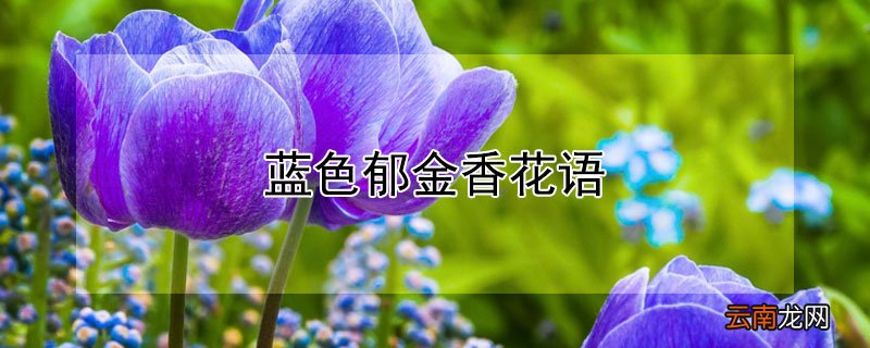 蓝色郁金香花语 蓝色郁金香花语是什么