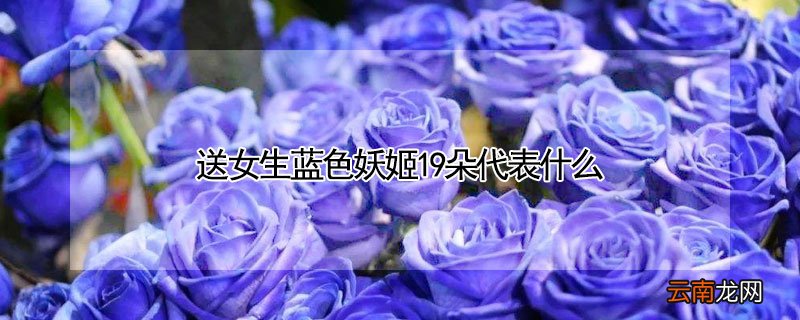 送蓝色妖姬多少朵合适 送女生蓝色妖姬19朵代表什么